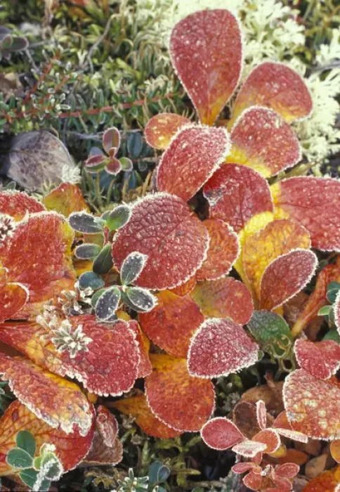 Framed Print : NA, USA, Alaska. Denali National Park. Bearberry (Arctostaphylos Uvaursi) and dwarf