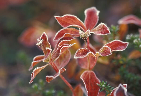 NA, USA, Alaska. Denali National Park, Wonder Lake. Fall-colored shrub (Skimmia sp. )