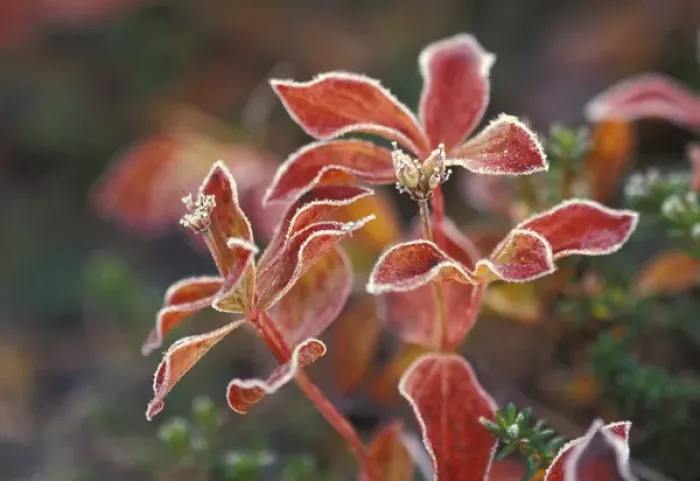 Framed Print : NA, USA, Alaska. Denali National Park, Wonder Lake. Fall-colored shrub (Skimmia sp. )