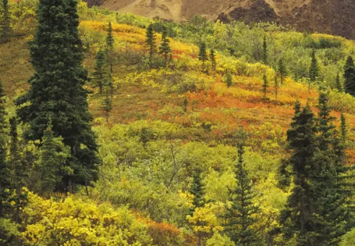 Framed Print : NA, USA, Alaska. Denali National Park. Black Spruce, Bearberry and blueberry bushes