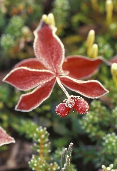 NA, USA, Alaska. Denali National Park, Wonder Lake. Fall-colored shrub (Skimmia sp. )