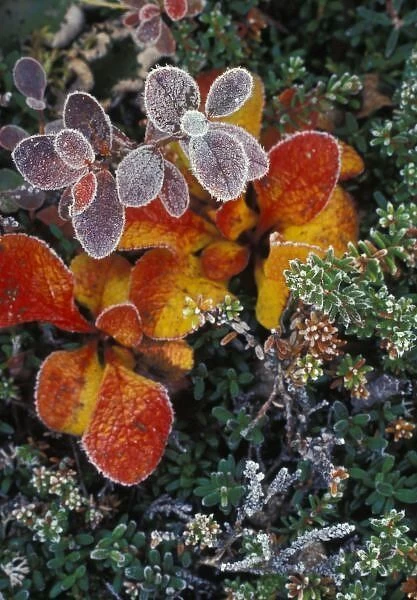 NA, USA, Alaska. Denali National Park. Bearberry (Arctostaphylos Uvaursi) and dwarf
