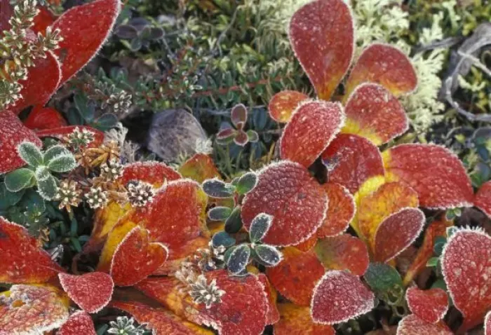 Framed Print : NA, USA, Alaska. Denali National Park. Bearberry (Arctostaphylos Uvaursi) and dwarf Framed Print : NA, USA, Alaska. Denali National Park. Bearberry (Arctostaphylos Uvaursi) and dwarf
