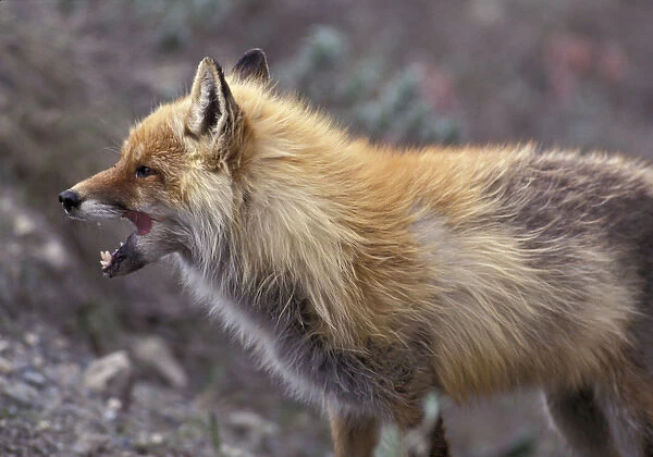 NA, USA, Alaska. Denali National Park. Arctic Fox