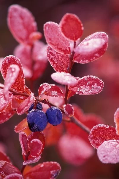 NA, USA, Alaska, Denali NP, Blue berries in frosted autumn colors