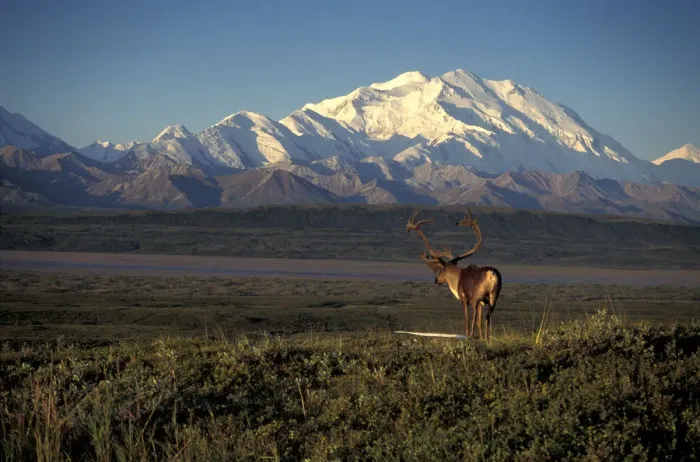 Framed Print : NA, USA, Alaska, Denali NP, bull Barren Ground Caribou (Rangifer tarandus) stands Framed Print : NA, USA, Alaska, Denali NP, bull Barren Ground Caribou (Rangifer tarandus) stands
