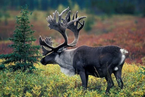 NA, USA, Alaska, Denali NP, Bull caribou