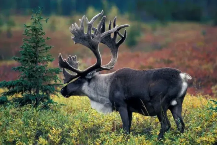 Framed Print : NA, USA, Alaska, Denali NP, Bull caribou Framed Print : NA, USA, Alaska, Denali NP, Bull caribou