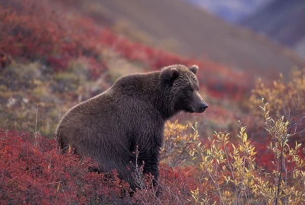NA, USA, Alaska, Denali NP. A female grizzly bear stands on alpine tundra in fall color