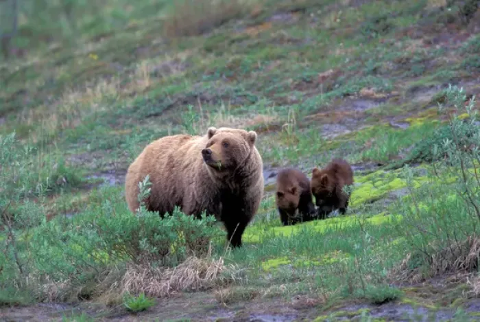 Framed Print : NA, USA, Alaska, Denali NP, A female grizzly bear eats horsetail while her twin spring