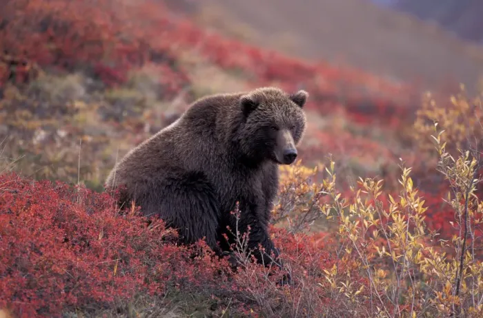 Framed Print : NA, USA, Alaska, Denali NP, female Grizzly Bear (Ursus arctos) sits while foraging