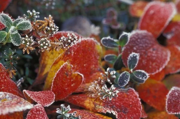 NA, USA, Alaska, Denali NP Frosted, fall-colored bearberry (Arctostaphylos uva-ursi)