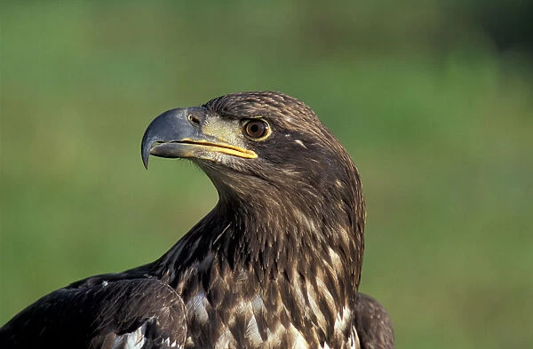 NA, USA, Alaska, Denali NP, immature Bald eagle (Haliaeetus leucocephalus)