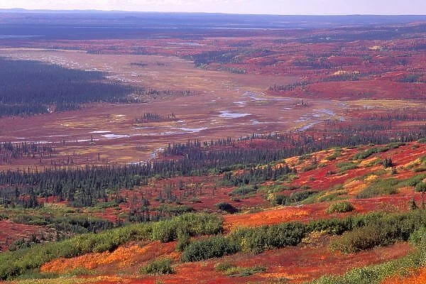 NA, USA, Alaska, Denali NP, View of McKinley River in fall; taiga forest below
