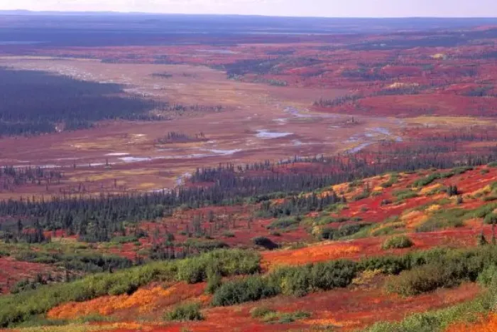 Framed Print : NA, USA, Alaska, Denali NP, View of McKinley River in fall; taiga forest below Framed Print : NA, USA, Alaska, Denali NP, View of McKinley River in fall; taiga forest below