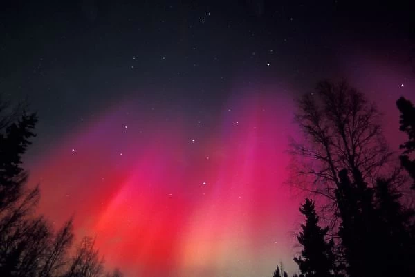 NA, USA, Alaska, Fairbanks, Curtains of pink and red Northern Lights above central Alaska