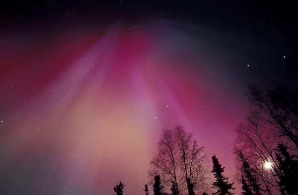 NA, USA, Alaska, Fairbanks. Curtains of purple, red and green Northern Lights above