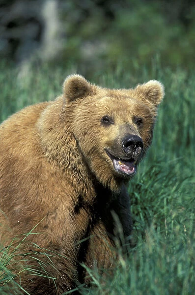 NA, USA, Alaska, Katmai National Park. A large brown bear boar sits in tall grass