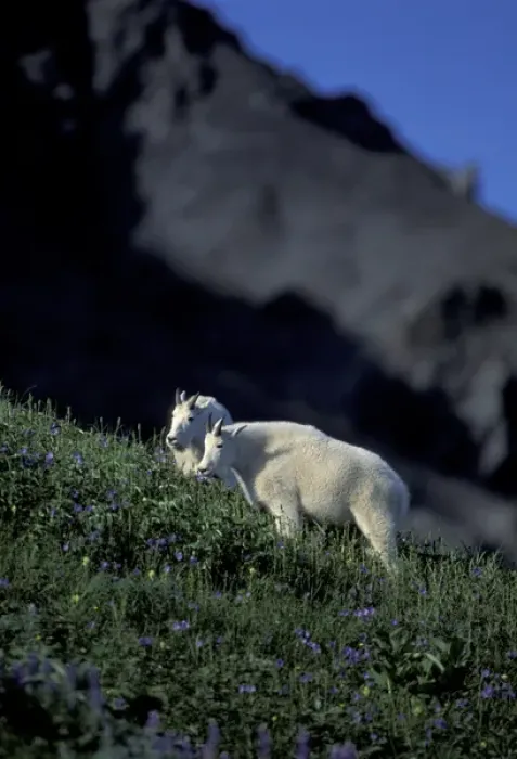 Framed Print : NA, USA, Alaska. Kenai Fjords National Park. Alaskan Mountain Goats in wildflowers