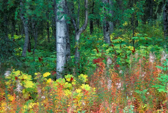 Framed Print : NA, USA, Alaska, Parks Highway, Mile 120, Paper birch, fireweed and devils club