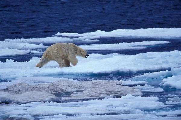 NA, USA, Alaska, Polar bear (Ursus maritimus) on Chukchi Sea