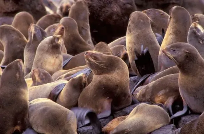 Framed Print : NA, USA, Alaska, Pribilof Islands, Northern fur seals (Callorhinus ursinus)