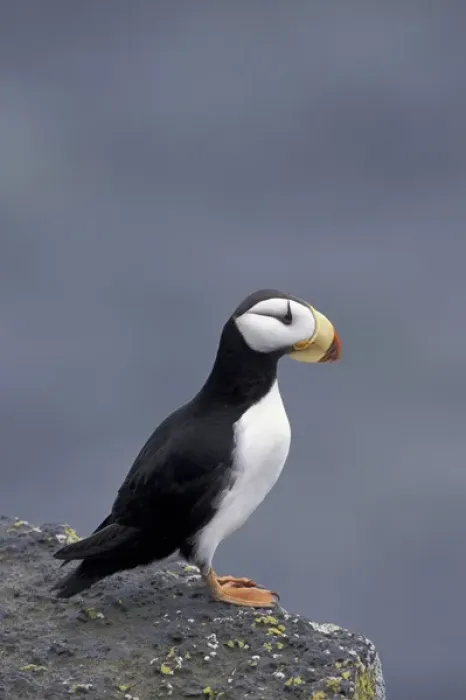 Framed Print : NA, USA, Alaska, The Pribilofs, St. Paul Island A horned puffin (Fratercula corniculata)