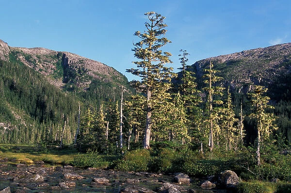 NA, USA, Alaska, Prince William Sound, Sitka spruce and western hemlock grow in an