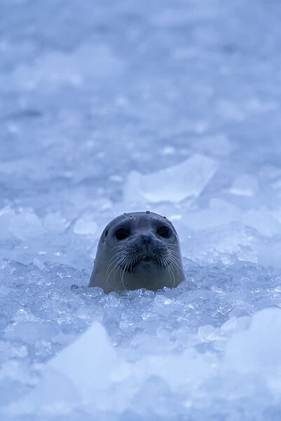 NA, USA, Alaska, Prince William Sound, A harbor seal (Phoca vitulina) pokes its head