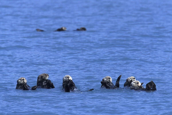 NA, USA, Alaska, Prince William Sound, Harriman Fjord A group of sea otters raft