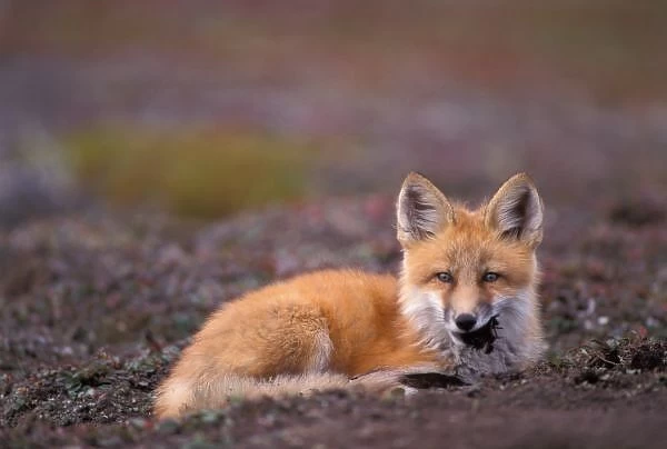 NA, USA, Alaska, red fox, Vulpes vulpes, in fall tundra colors on the central North