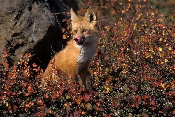 NA, USA, Alaska, red fox, Vulpes vulpes, in fall tundra colors on the central North