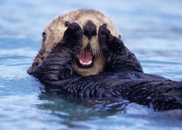 NA, USA, Alaska. Sea otters are the largest members of the weasel family in North America