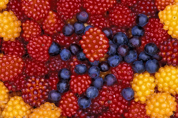 NA, USA, Alaska, Southeast Alaska, Baranof Island Salmonberries and blueberries