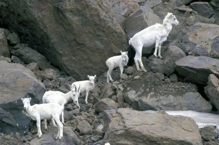 Framed Print : NA, USA, Alaska, Wrangel-Saint Elias National Park. Dall Sheep on the mountainside Framed Print : NA, USA, Alaska, Wrangel-Saint Elias National Park. Dall Sheep on the mountainside