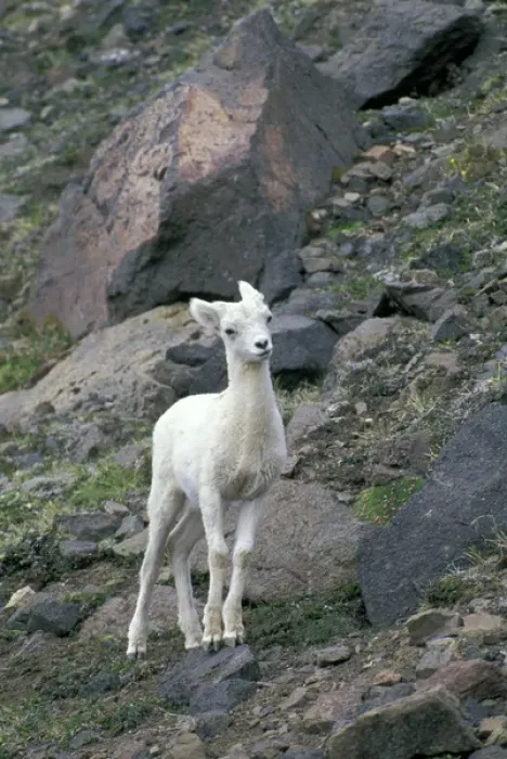 Framed Print : NA, USA, Alaska, Wrangel-Saint Elias National Park. Dall Sheep on the mountainside