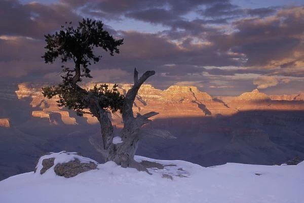 NA, USA, Arizona, Grand Canyon NP, Sunset on the south rim; juniper trees; winter