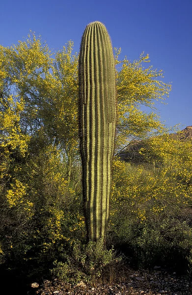 NA, USA, Arizona. Organ Pipe Cactus National Monument. Saguaro cactus