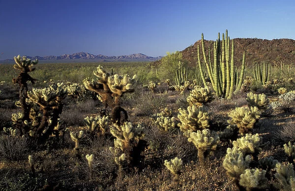NA, USA, Arizona. Organ Pipe Cactus National Monument. Teddybear cholla and organ