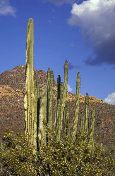 NA, USA, Arizona. Organ Pipe Cactus National Monument. Organ Pipe cactus