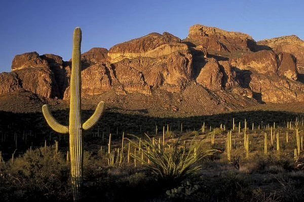 NA, USA, Arizona. Organ Pipe Cactus National Monument. Saguaro forest