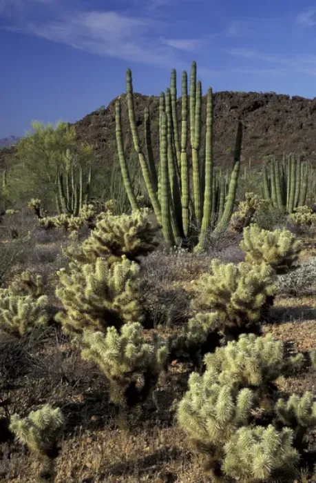Framed Print : NA, USA, Arizona. Organ Pipe Cactus National Monument. Teddybear cholla and organ Framed Print : NA, USA, Arizona. Organ Pipe Cactus National Monument. Teddybear cholla and organ