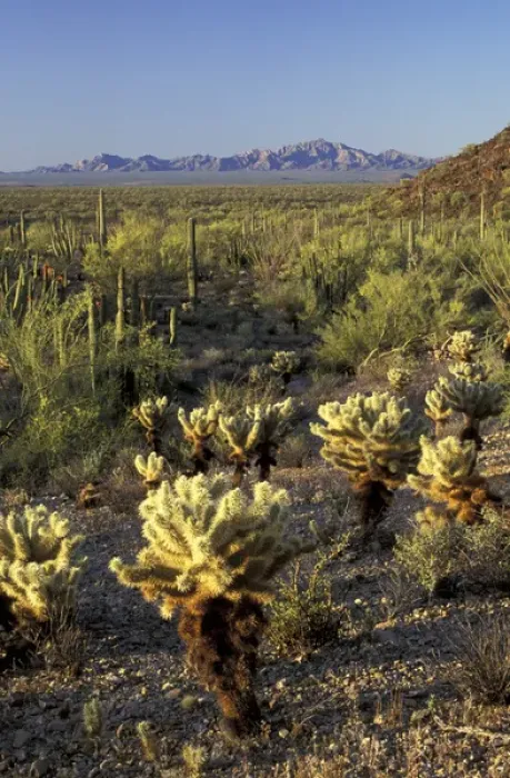 Framed Print : NA, USA, Arizona. Organ Pipe Cactus National Monument. Teddybear cholla and organ Framed Print : NA, USA, Arizona. Organ Pipe Cactus National Monument. Teddybear cholla and organ