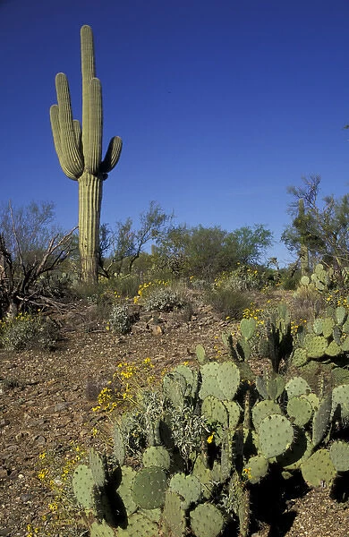 NA, USA, Arizona. Saguaro National Park. Saguaro cactus with flowering brittlebrush