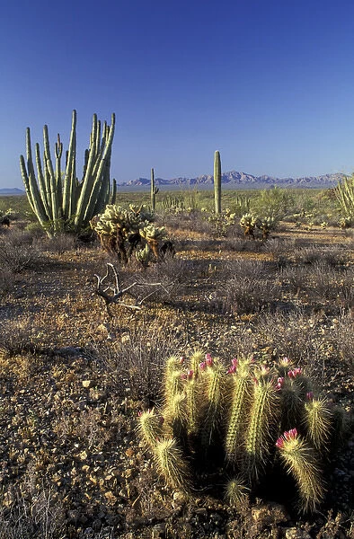 NA, USA, Arizona. Saguaro National Park. Flowering hedgehog cactus with organ pipe