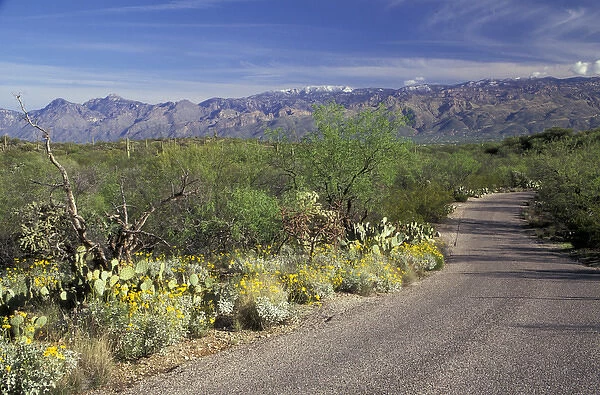 NA, USA, Arizona. Saguaro National Park. Cactus Forest Drive road with flowering brittlebrush