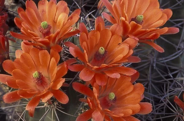 NA, USA, Arizona, San Xavier. Claret Cup cactus flowers