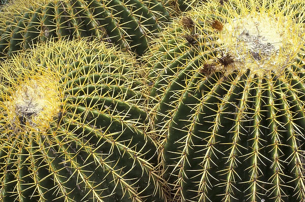 NA, USA, Arizona, San Xavier. Golden Barrel cactus