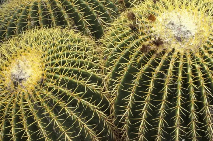 Framed Print : NA, USA, Arizona, San Xavier. Golden Barrel cactus