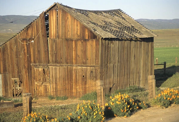06. NA, USA, CA, Antelope Valley. Old Wood Barn with California Poppies